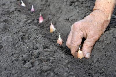 planting garlic