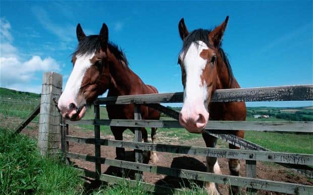 supermarket horse meat