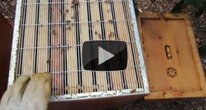 Preparing a Honey Bee Hive for Fall or Winter
