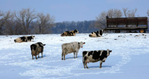 4 Tips To Remember When Feeding Dairy Cows This Winter