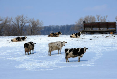 Dairy Cows Winter