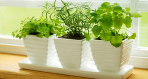 Windowsill Herbs — The Gardener’s ‘Fix’ During Cold Winter Months
