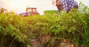 Congressional Farm Bill Would Harm Organic Farmers