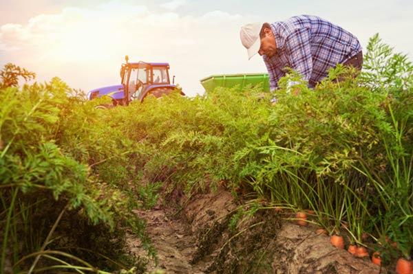 Organic Farm