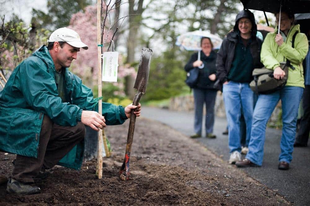 Planting tree