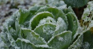 Essential Tips For Helping That Winter Garden Survive