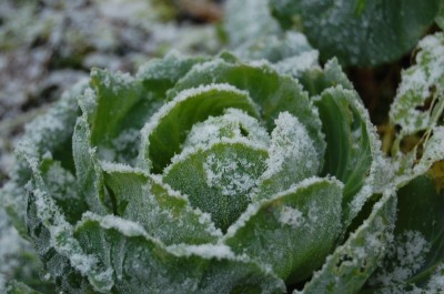 Winter cabbage