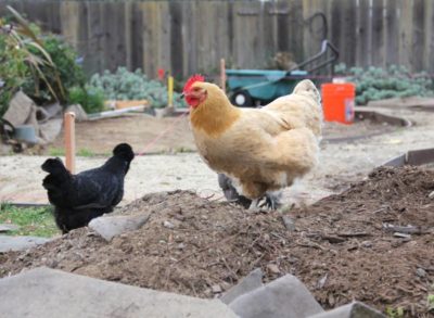 chicken garden