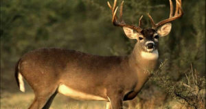 The 5 Most-Important Preps Before Deer Hunting