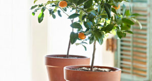8 Steps To A City-Friendly Indoor Garden