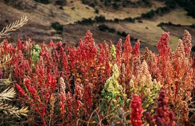 quinoa growing