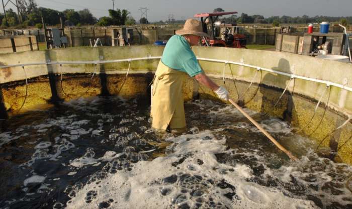 aquaculture tilapia