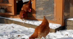 7 Secrets To Caring For Backyard Chickens In Winter