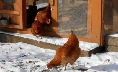 How to feed chickens during the winter