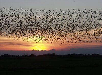 birds danger animals weather