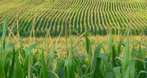 China Rejects GMO Corn And US Markets Plummet