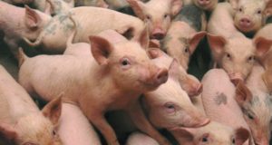 Farmer Blames GMO Feed For Pig Deformities And Deaths