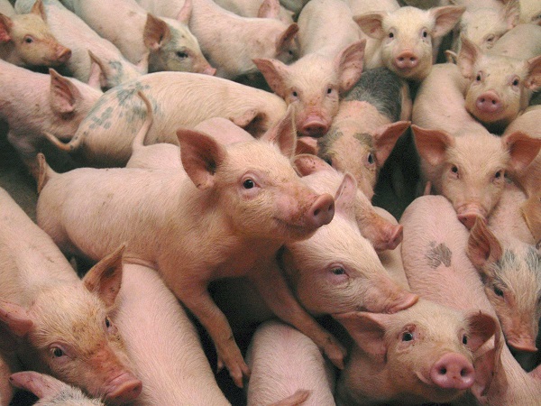 GMO pigs
