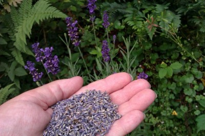 lavender herbs relax sleep