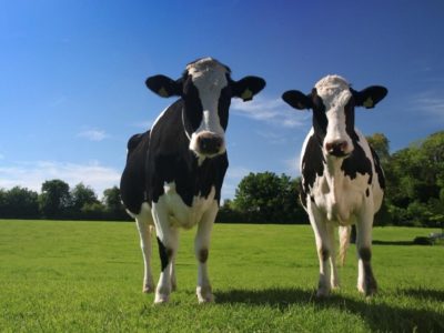 organic cow milk more healthy