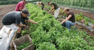 UN Report Says Organic Farming Is Solution To World’s Food Needs