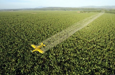 pesticide study baby brains