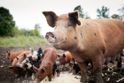 God's dietary law pigs restrictions