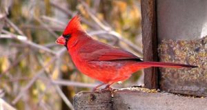 Town’s Bird Feeder Ban Carries $1,000-A-Day Fine
