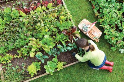 front yard gardens outlawed