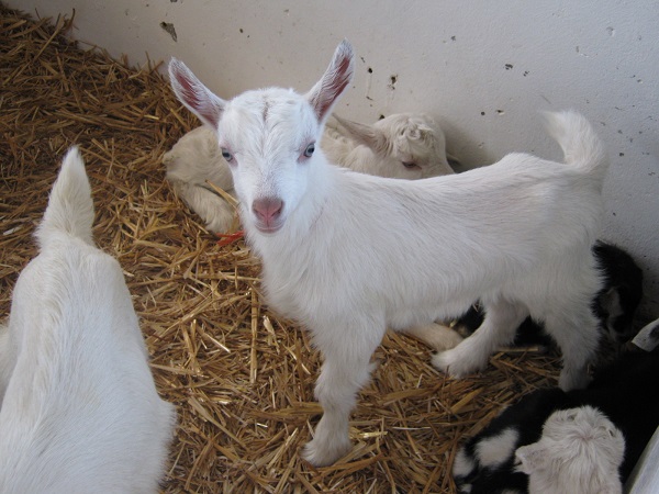 Goat Kidding 101: A Step-By-Step Guide To Labor And Delivery