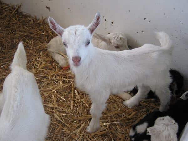 Goat Kidding 101: A Step-By-Step Guide To Labor And Delivery