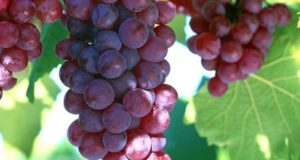 How All-Natural Grape Extract Can Beat Cancer