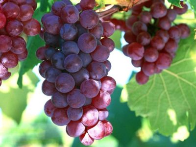 grape seed extract cancer