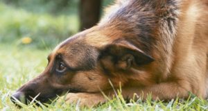 Better Than A Gun: The Secret To Finding The Best Guard Dog For Your Home