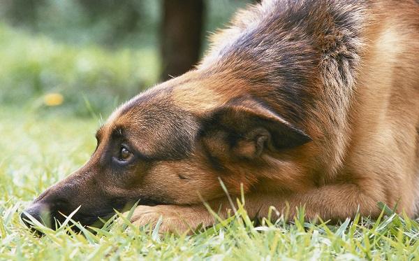 guard dogs protecting house