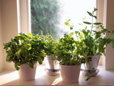 herbs indoor garden winter year round