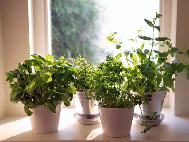 herbs indoor garden winter year round