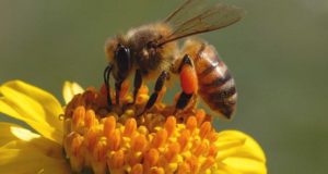 Is This State’s Landmark Plan The Answer For Honeybee Deaths?