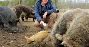 Farmer Faces Jail, $700,000 Fine For Raising Wrong Breed Of Pig