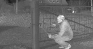 How Thermal Imaging Can Comfort When Things Go Bump At Night