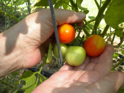 tomatoes patio garden