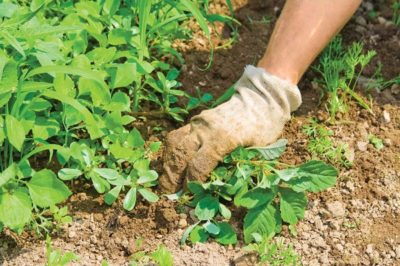 weeds gardening benefits