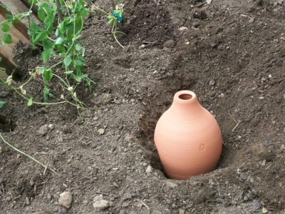 olla clay pot garden irrigation