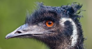 The Amazing Gift From The Emu – Oil That Heals