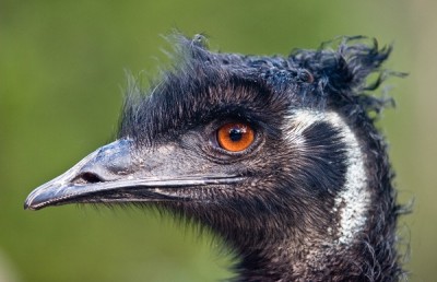 emu oil healing natural