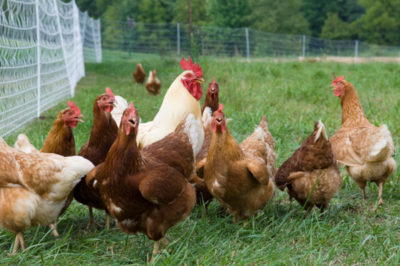 California law chickens eggs free-range