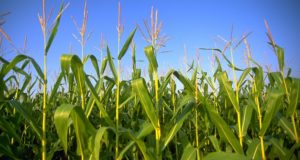 New Government Study Reveals No Advantage To GMO Crops