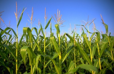 usda federal government crops study yield
