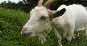 Raising Goats The Easy Way