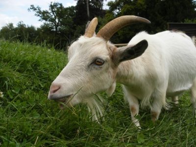 goats caring raising